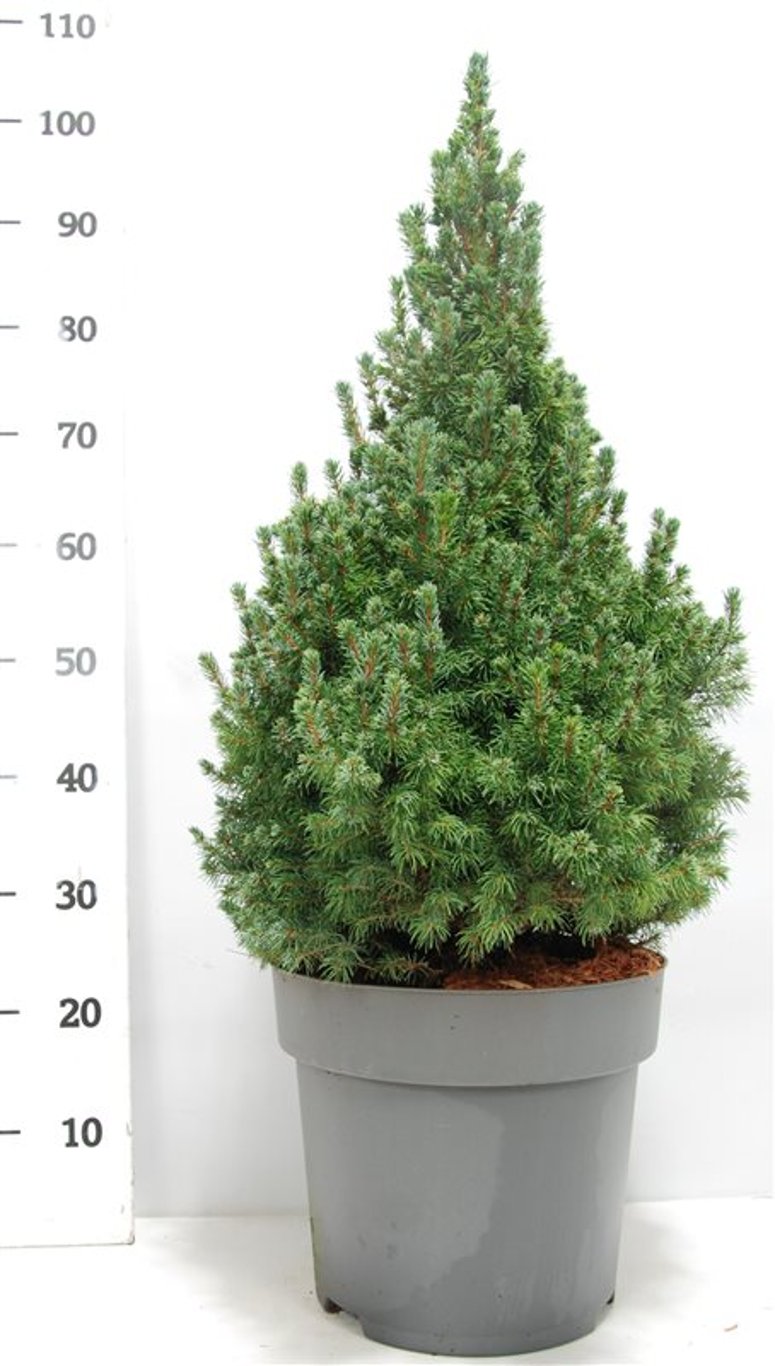 Picea gl. 'Sander's Blue' - C12 70-80 CM